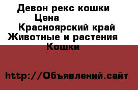 Девон рекс кошки › Цена ­ 15 000 - Красноярский край Животные и растения » Кошки   